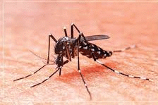 DIAGNÓSTICO Y MANEJO CLÍNICO DEL DENGUE