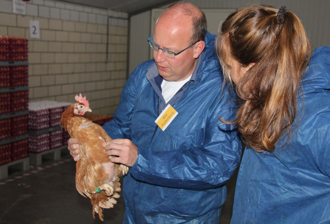 BIENESTAR ANIMAL EN AVES DE CARNE