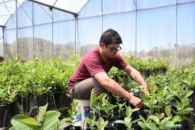 MANEJO DE CULTIVOS Y SISTEMAS AGROECOLÓGICOS