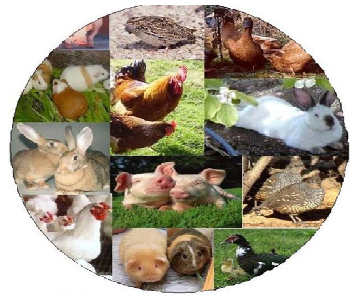 TECNOLOGIA AGROPECUARIAS CON MENCION EN INSTALACIONES PARA LA CRIANZA DE ANIMALES MENORES
