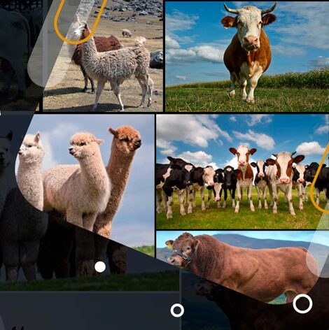 TECNOLOGIA AGROPECUARIA CON MENCION EN INSTALACIONES PARA LA CRIANZA DE ANIMALES MAYORES