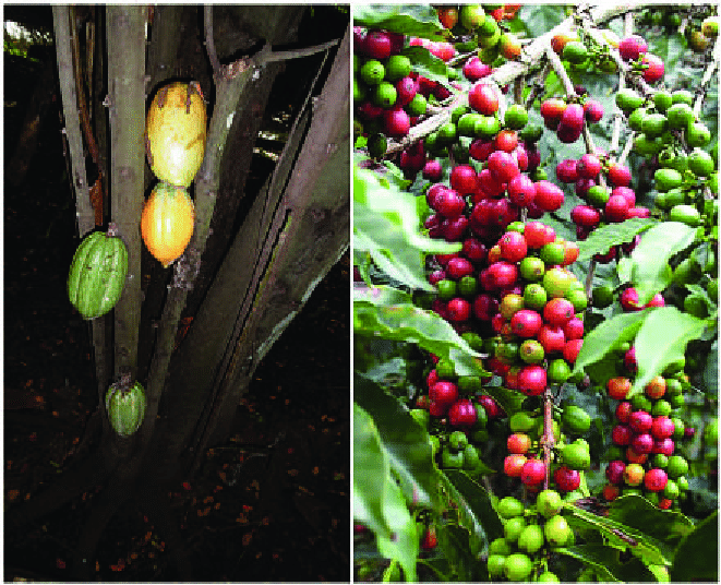 MANEJO INTEGRADO EN LOS CULTIVOS DE CACAO Y CAFÉ