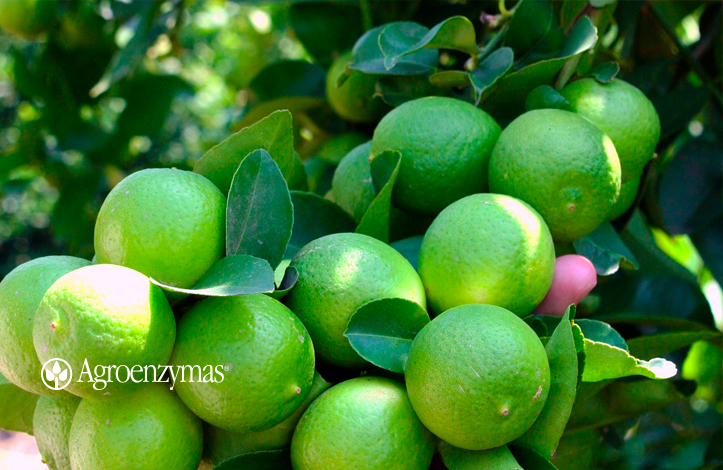 CULTIVO DE LIMON