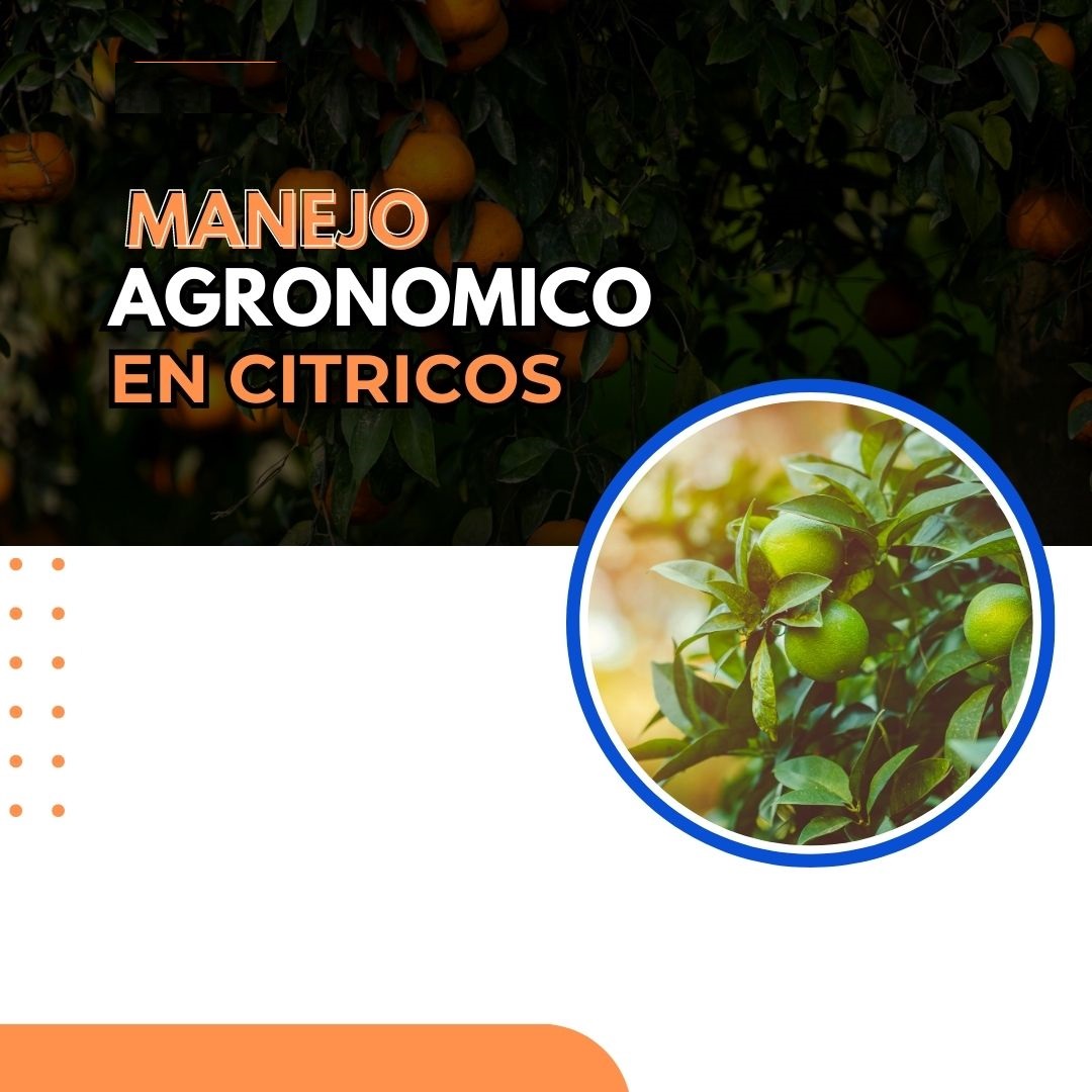 MANEJO AGRONÓMICO EN LOS CULTIVOS DE CÍTRICOS