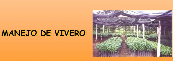 MANEJO EN VIVERO