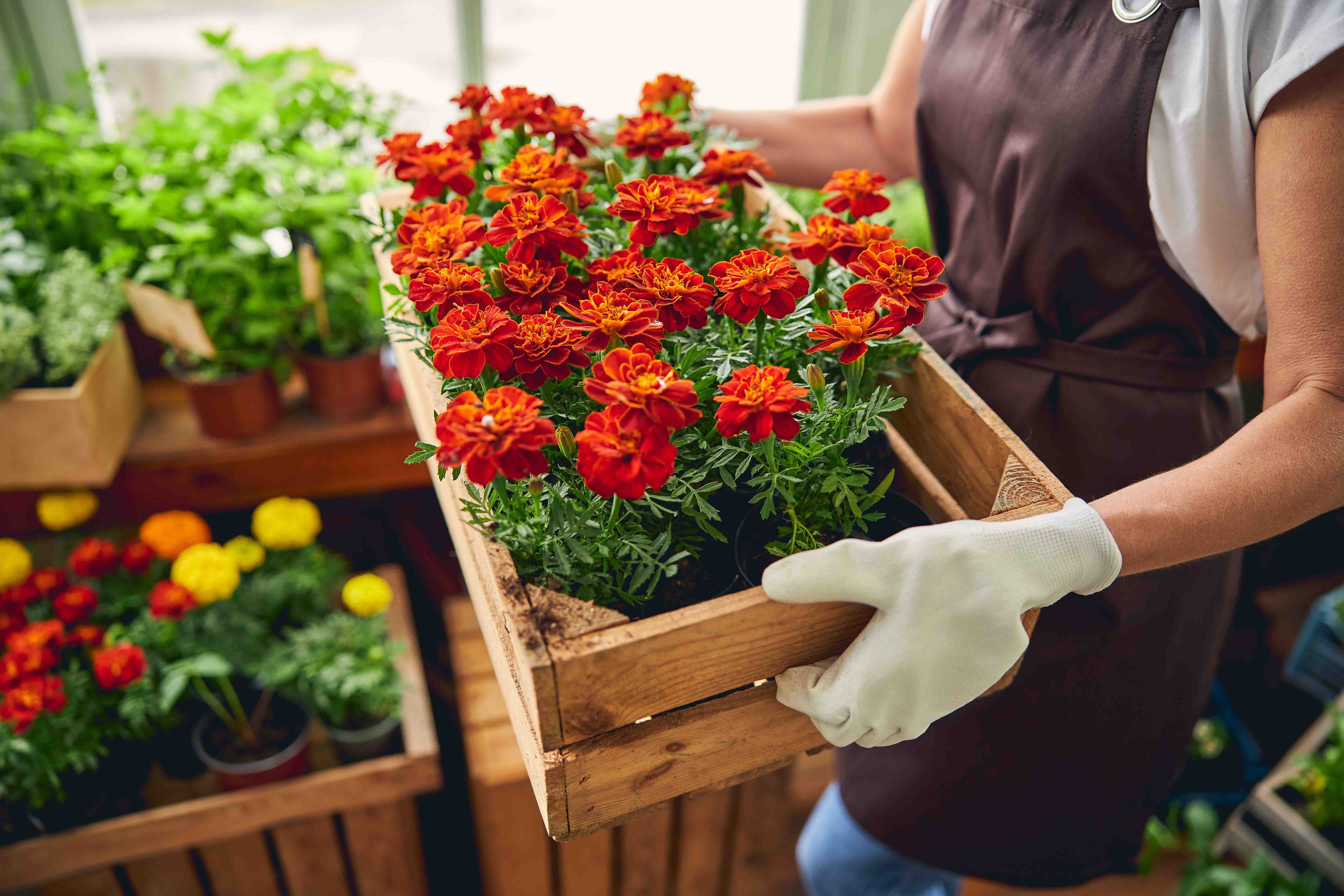 MANEJO DE PLANTAS ORNAMENTALES