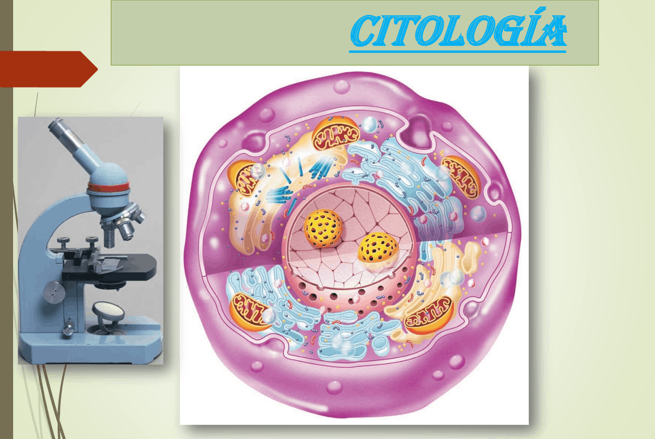 CITOLOGÍA