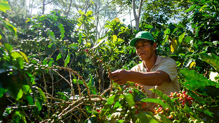 BUENAS PRÁCTICAS AGRICOLAS EN CAFÉ Y CACAO