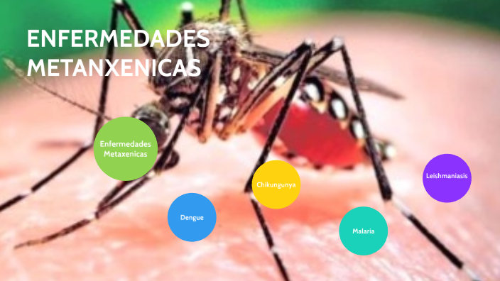 ENFERMEDADES METAXÉNICAS